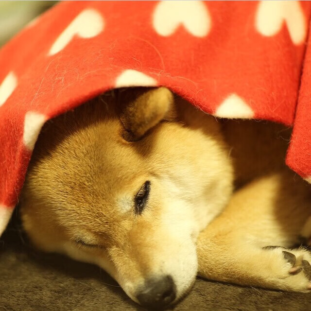 爱游戏在线登录-奥运柔道项目中国队新星崭露头角，奥运 柔道 中国