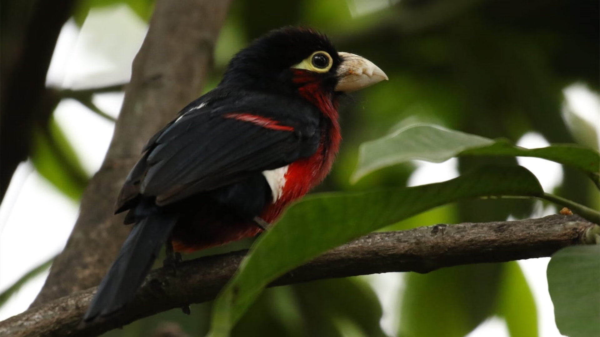 广东队保持连胜状态全队士气高涨，广东队官方致敬对手
